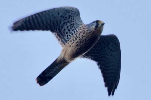 07 December 2020 - 15-02-55
Our friendly Kestrel is still around. Very distinctive when you see him (or her) hovering.
-----------------------------